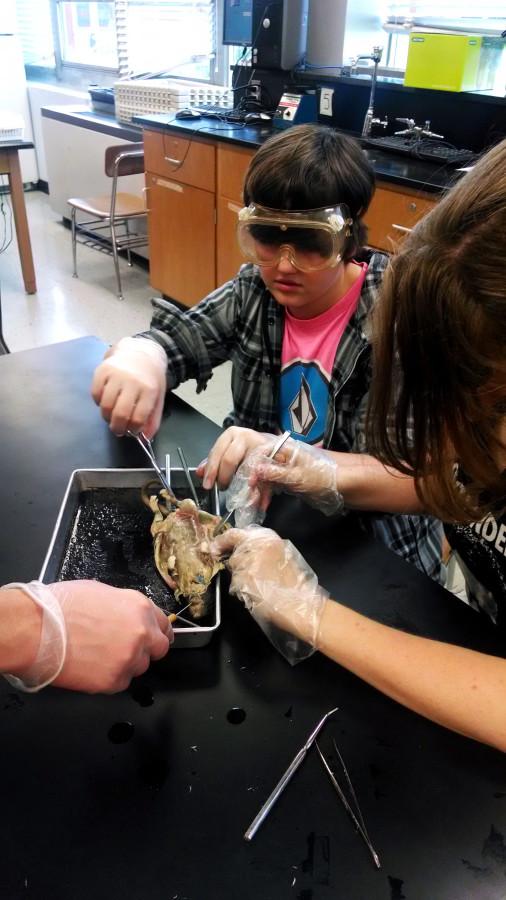 Freshmen Eric Robinson (left) and Ariana Gladstone skin their rat as part of a class dissection during Amy Chilinguerian’s sixth period biology class June 3. 