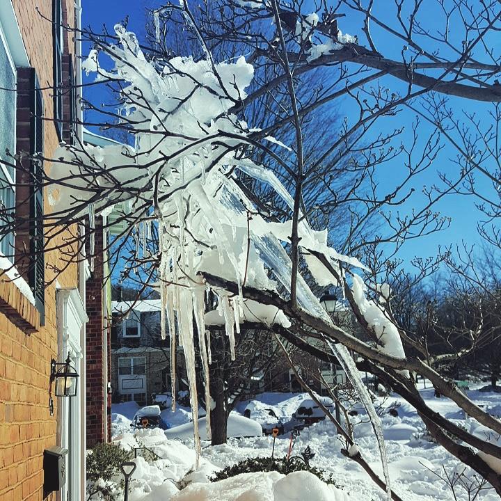 The weeks storm produced this ice sculpture outside of the home of deputy editor Grace Knotts.