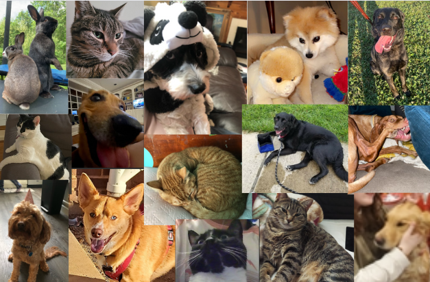 Got Pets? Welcome to the Dulaney Pet Gallery