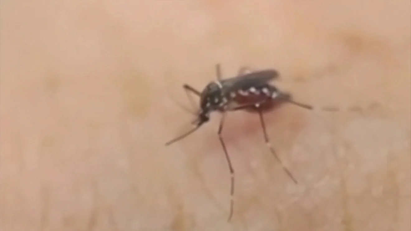 Rhode Island Reports First West Nile Virus Case of 2026 as Washington County Resident in Their 60s Recovers After Hospital Stay